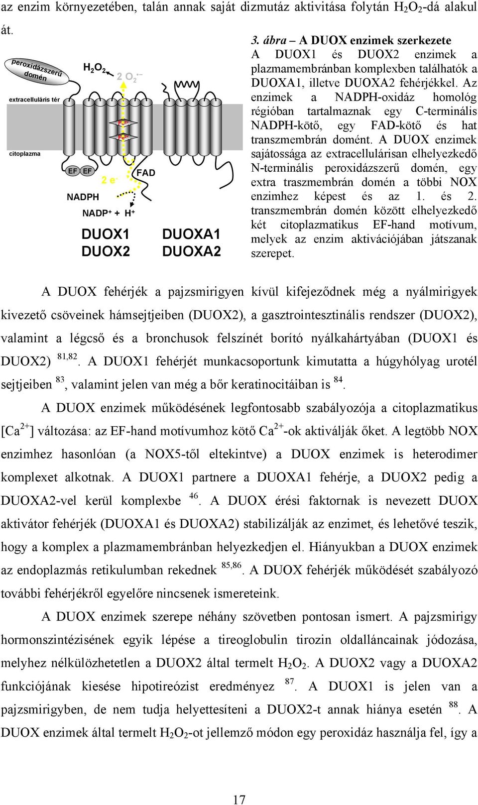 ábra A DUOX enzimek szerkezete A DUOX1 és DUOX2 enzimek a plazmamembránban komplexben találhatók a DUOXA1, illetve DUOXA2 fehérjékkel.