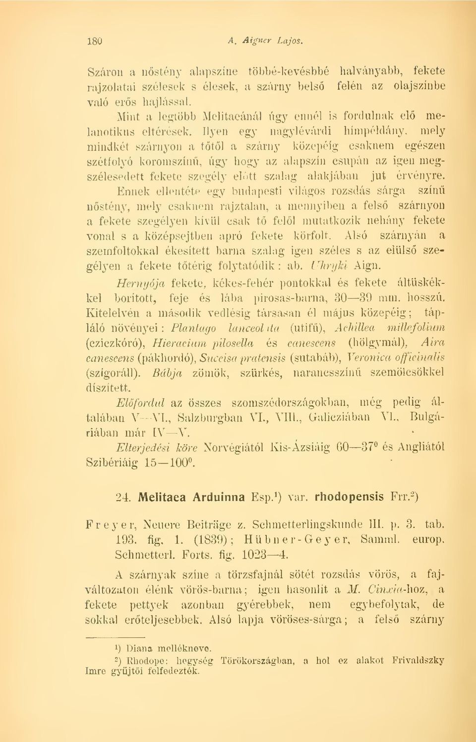 Ilyen egy nagylévárdi hímpéldány, mely mindkét szárnyon a ttl a szárny közepéig csaknem egészen szétfolyó koromszín, úgy hogy az alapszín csupán az igen megszélesedett fekete szegély eltt szalag