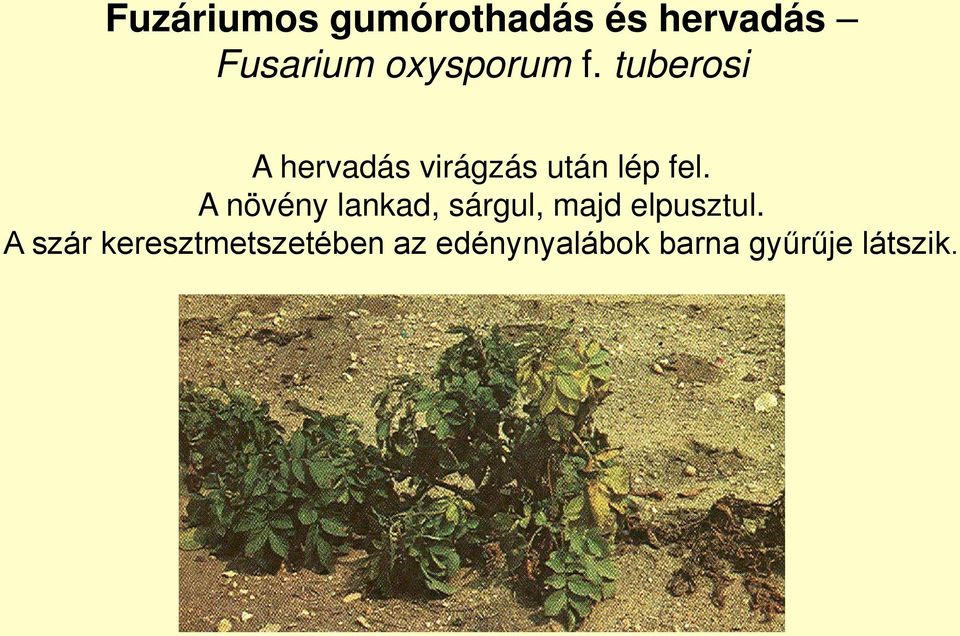 tuberosi A hervadás virágzás után lép fel.