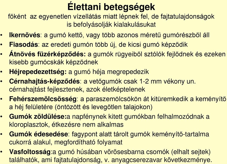 Cérnahajtás-képződés: a vetőgumók csak 1-2 mm vékony un.