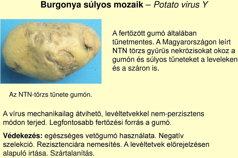 Az NTN-törzs tünete gumón. A vírus mechanikailag átvihető, levéltetvekkel nem-perzisztens módon terjed.