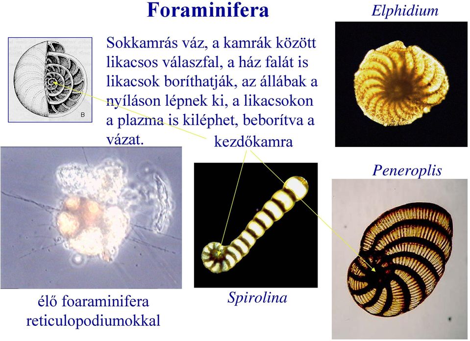 ki, a likacsokon a plazma is kiléphet, beborítva a vázat.