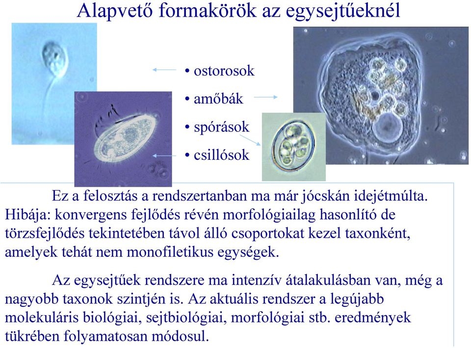 ostorosok amőbák spórások csillósok Ez a felosztás a rendszertanban ma már jócskán idejétmúlta.
