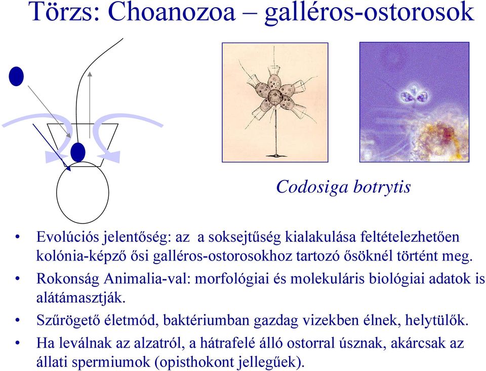Rokonság Animalia-val: morfológiai és molekuláris biológiai adatok is alátámasztják.