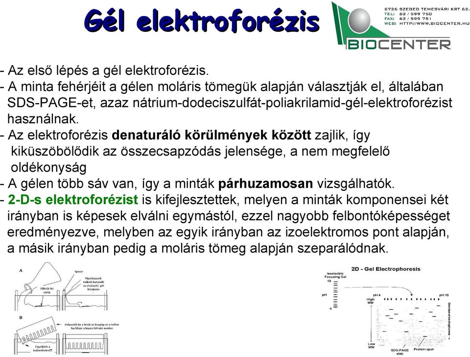 - Az elektroforézis denaturáló körülmények között zajlik, így kiküszöbölődik az összecsapzódás jelensége, a nem megfelelő oldékonyság - A gélen több sáv van, így a minták