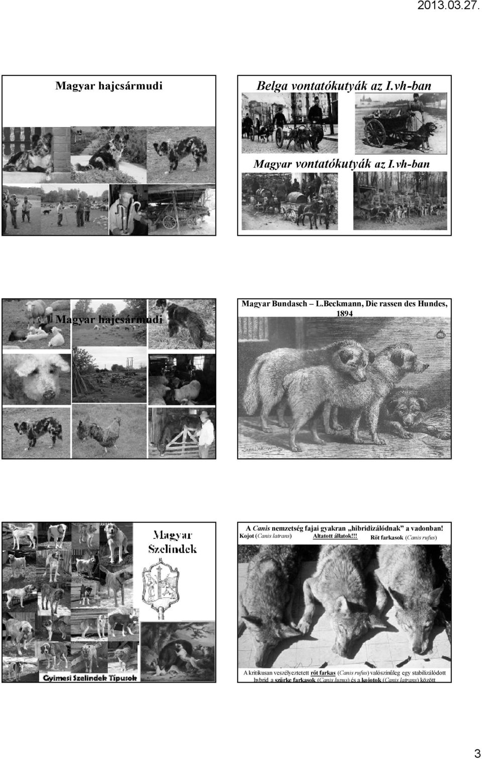 Beckmann, Die rassen des Hundes, 1894 Magyar Szelindek A Canis nemzetség fajai gyakran hibridizálódnak a vadonban!