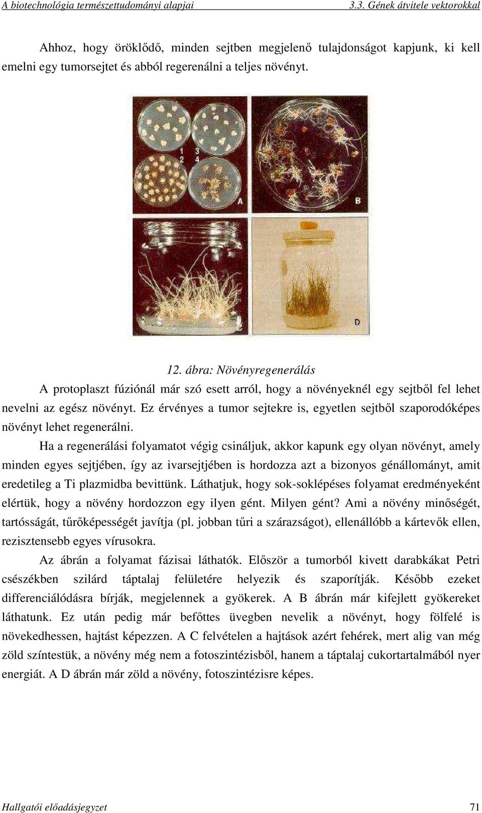 Ez érvényes a tumor sejtekre is, egyetlen sejtből szaporodóképes növényt lehet regenerálni.