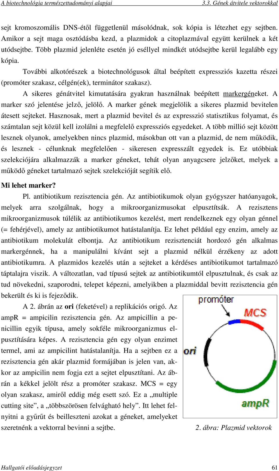 További alkotórészek a biotechnológusok által beépített expressziós kazetta részei (promóter szakasz, célgén(ek), terminátor szakasz).