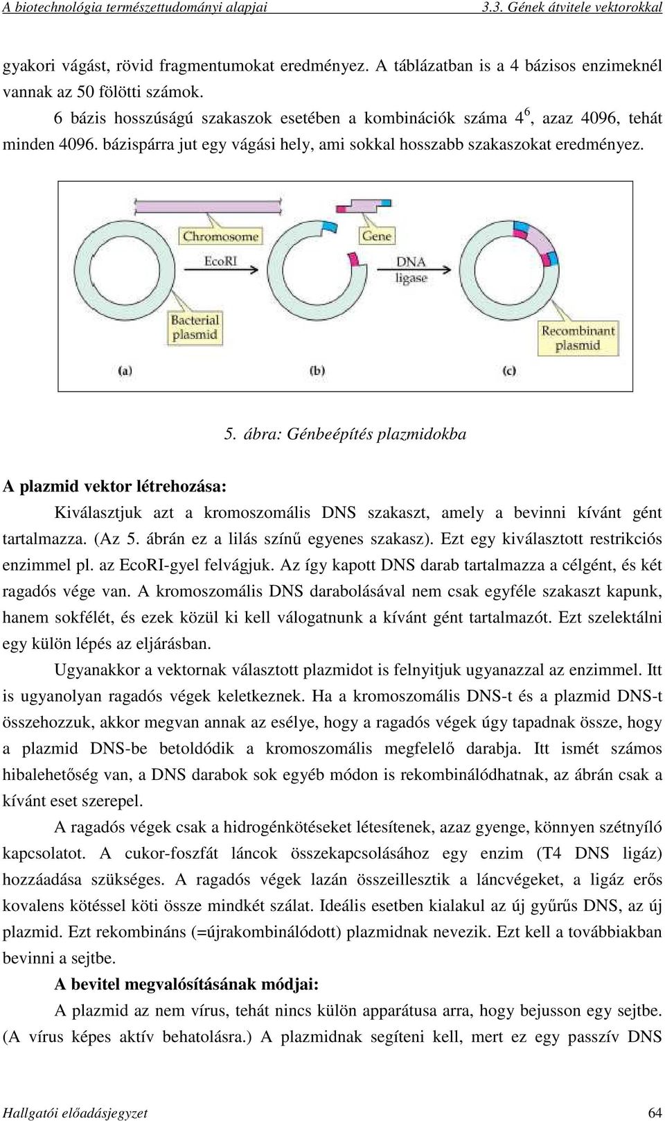 ábra: Génbeépítés plazmidokba A plazmid vektor létrehozása: Kiválasztjuk azt a kromoszomális DNS szakaszt, amely a bevinni kívánt gént tartalmazza. (Az 5. ábrán ez a lilás színű egyenes szakasz).