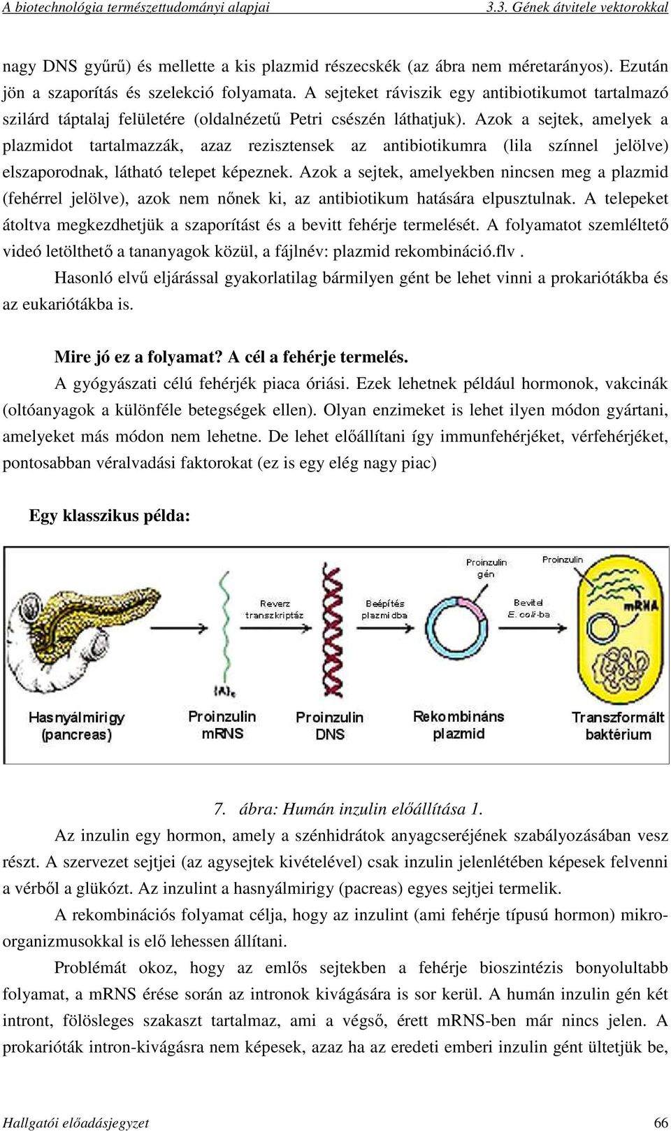 Azok a sejtek, amelyek a plazmidot tartalmazzák, azaz rezisztensek az antibiotikumra (lila színnel jelölve) elszaporodnak, látható telepet képeznek.