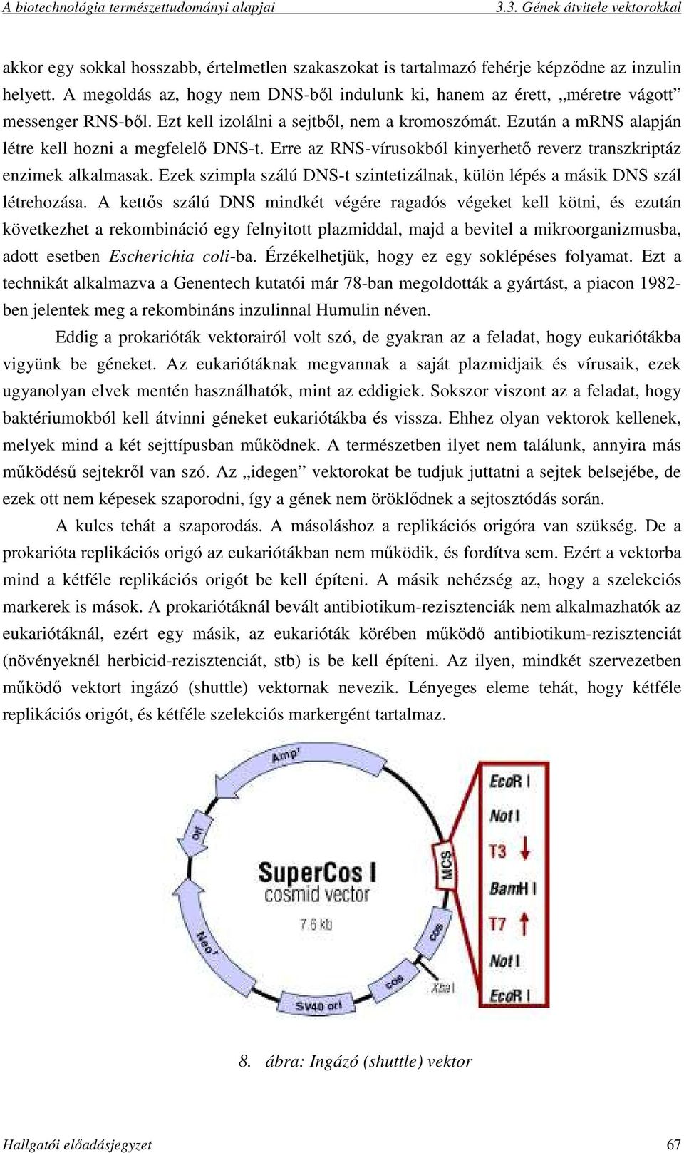 Ezek szimpla szálú DNS-t szintetizálnak, külön lépés a másik DNS szál létrehozása.