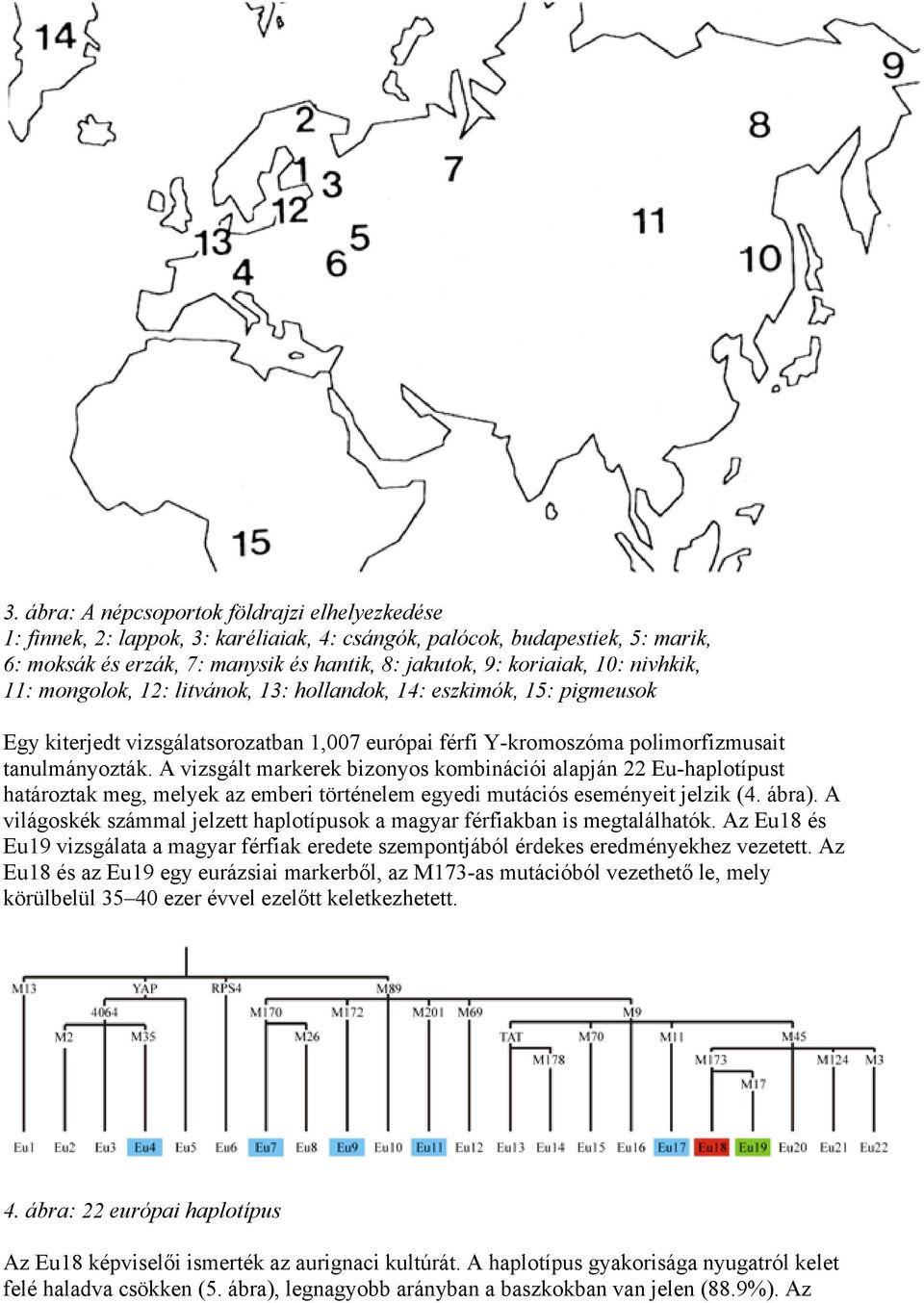 A vizsgált markerek bizonyos kombinációi alapján 22 Eu-haplotípust határoztak meg, melyek az emberi történelem egyedi mutációs eseményeit jelzik (4. ábra).