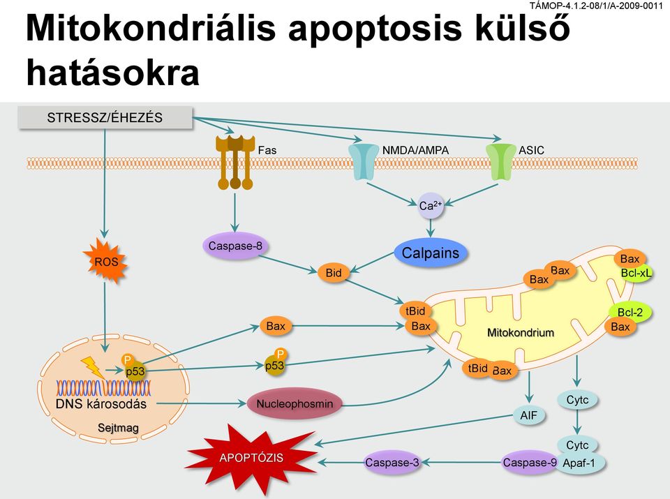 Bax tbid Bax Mitokondrium Bcl-2 Bax P p53 P p53 tbid Bax DNS