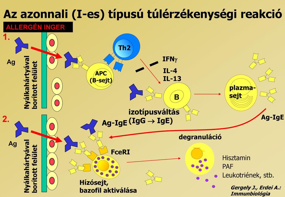 Ag APC (B-sejt) Th2 IFNg IL-4 IL-13 B plazmasejt 2.