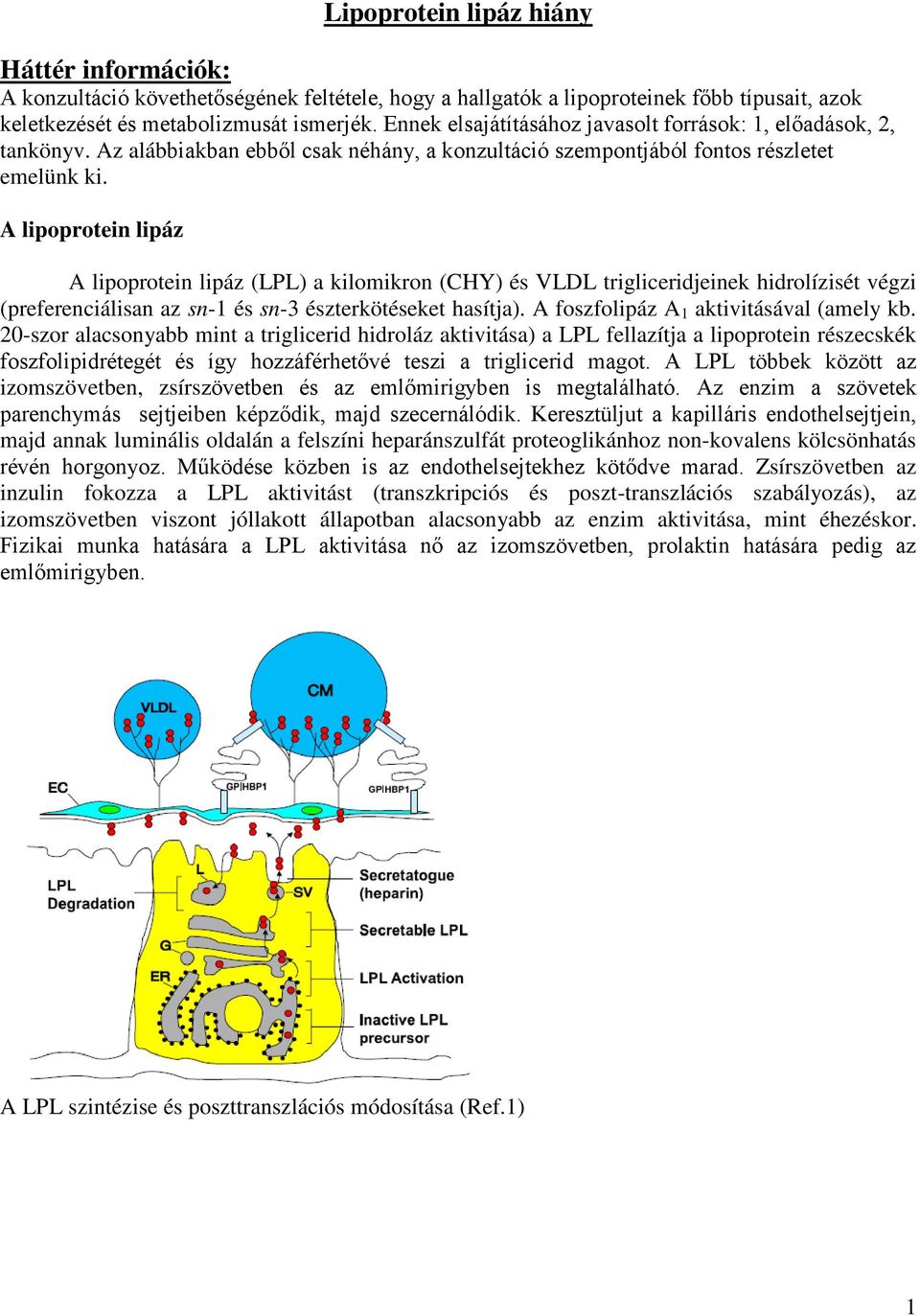 A lipoprotein lipáz A lipoprotein lipáz (LPL) a kilomikron (CHY) és VLDL trigliceridjeinek hidrolízisét végzi (preferenciálisan az sn-1 és sn-3 észterkötéseket hasítja).
