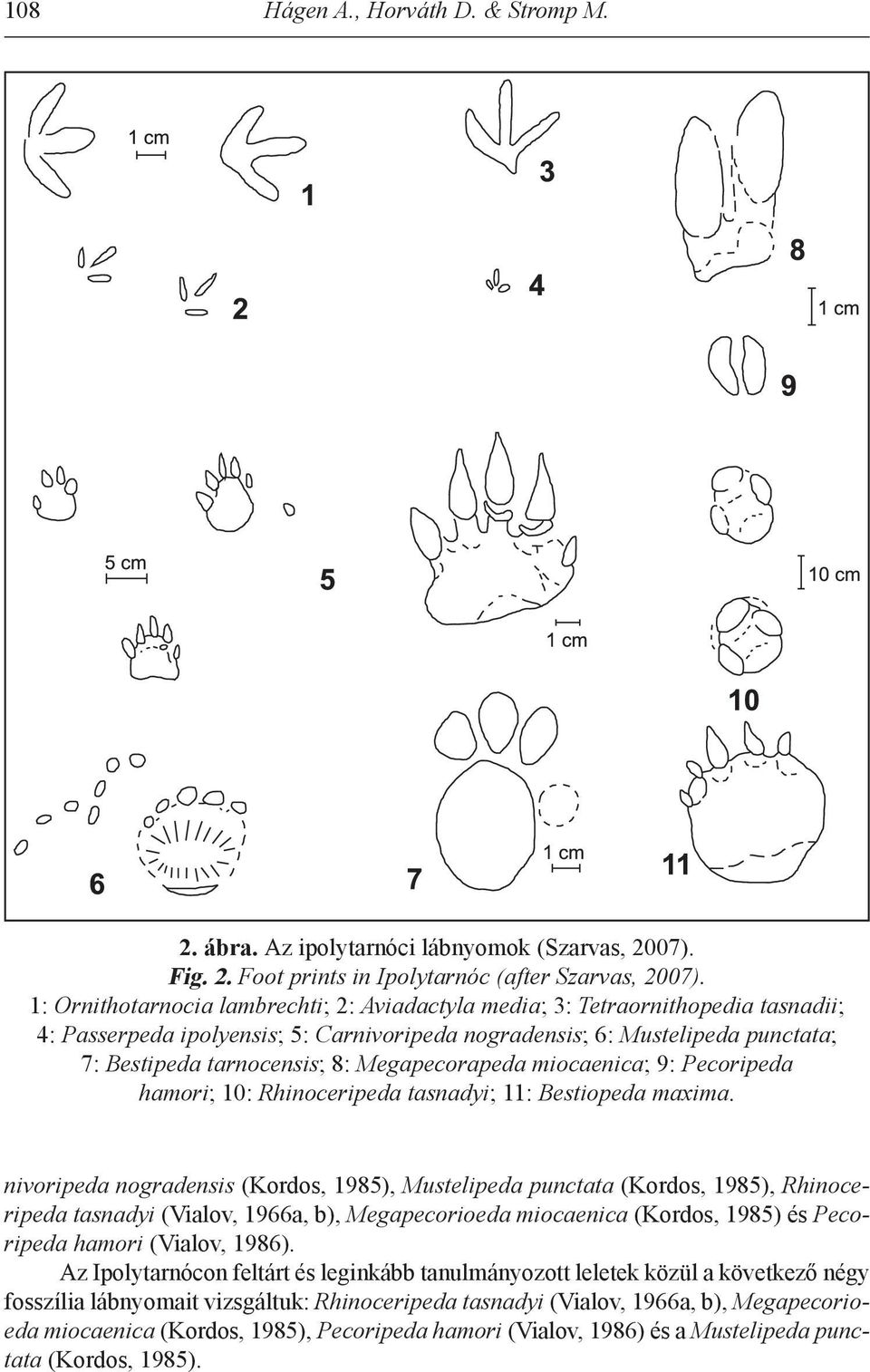 Megapecorapeda miocaenica; 9: Pecoripeda hamori; 10: Rhinoceripeda tasnadyi; 11: Bestiopeda maxima.