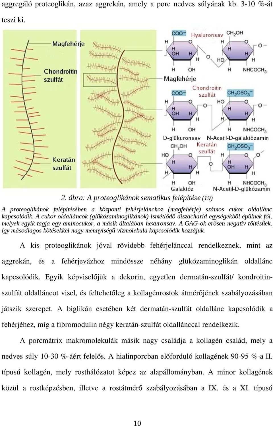 A cukor oldalláncok (glükózaminoglikánok) ismétlődő diszacharid egységekből épülnek föl, melyek egyik tagja egy aminocukor, a másik általában hexuronsav.