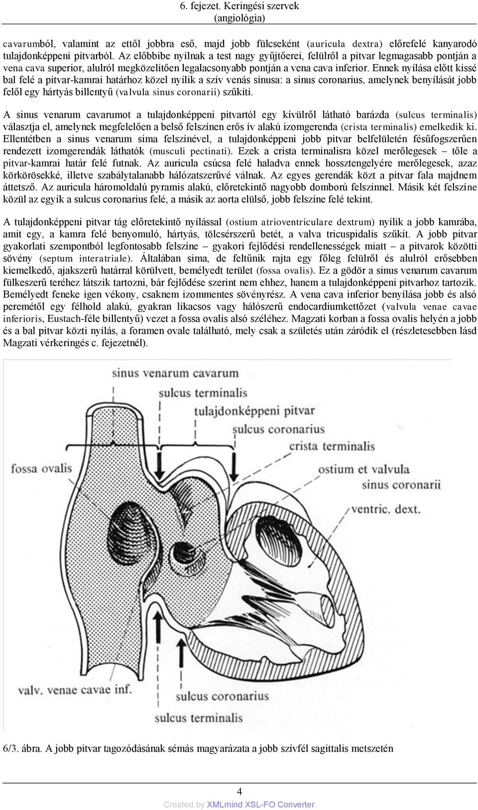 Ennek nyílása előtt kissé bal felé a pitvar-kamrai határhoz közel nyílik a szív venás sinusa: a sinus coronarius, amelynek benyílását jobb felől egy hártyás billentyű (valvula sinus coronarii)