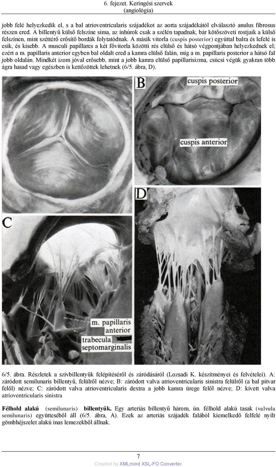 A másik vitorla (cuspis posterior) egyúttal balra és lefelé is esik, és kisebb. A musculi papillares a két fővitorla közötti rés elülső és hátsó végpontjában helyezkednek el; ezért a m.