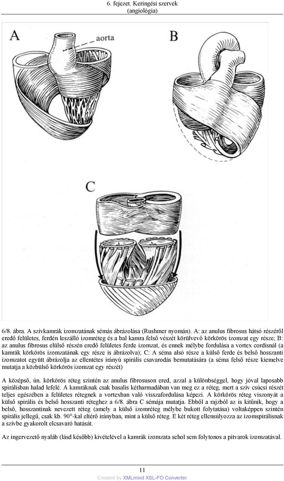 ferde izomzat, és ennek mélybe fordulása a vortex cordisnál (a kamrák körkörös izomzatának egy része is ábrázolva); C: A séma alsó része a külső ferde és belső hosszanti izomzatot együtt ábrázolja az
