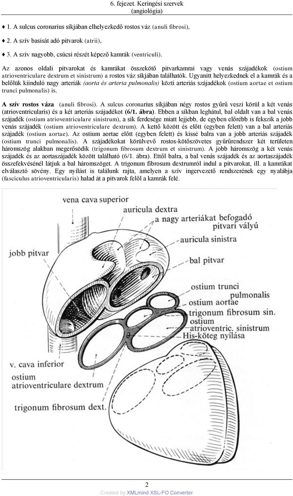 Az azonos oldali pitvarokat és kamrákat összekötő pitvarkamrai vagy venás szájadékok (ostium atrioventriculare dextrum et sinistrum) a rostos váz síkjában találhatók.