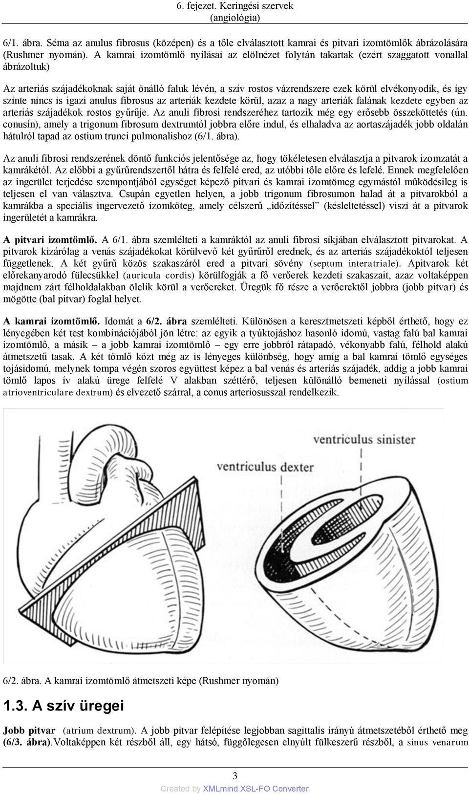 elvékonyodik, és így szinte nincs is igazi anulus fibrosus az arteriák kezdete körül, azaz a nagy arteriák falának kezdete egyben az arteriás szájadékok rostos gyűrűje.