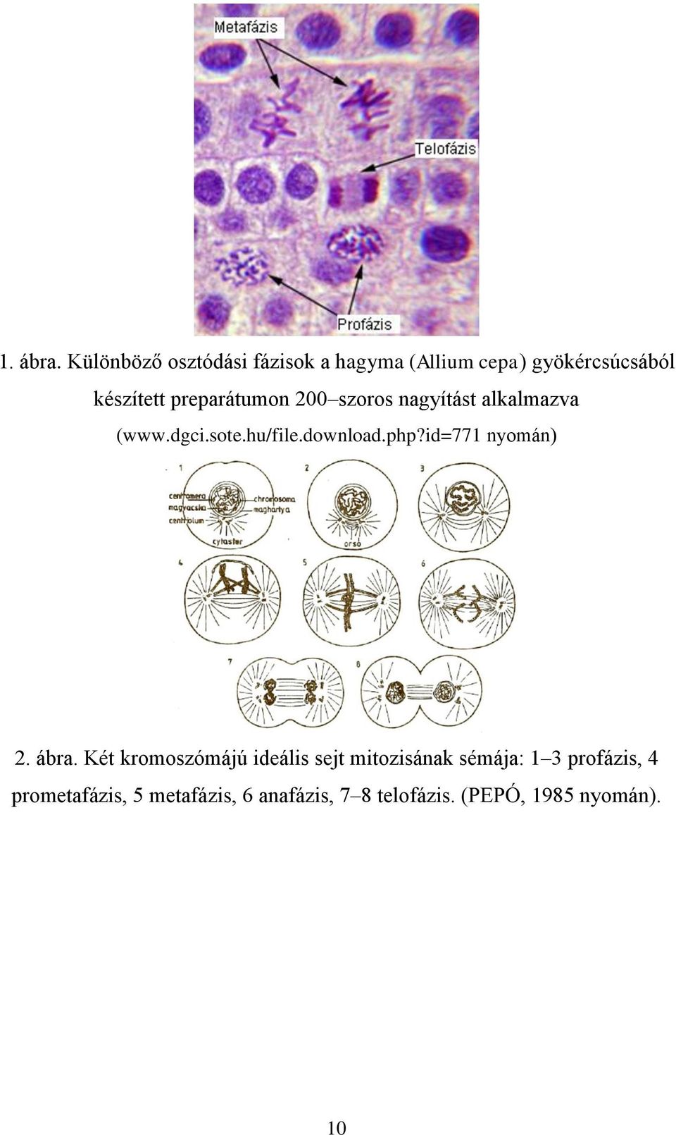 preparátumon 200 szoros nagyítást alkalmazva (www.dgci.sote.hu/file.download.php?