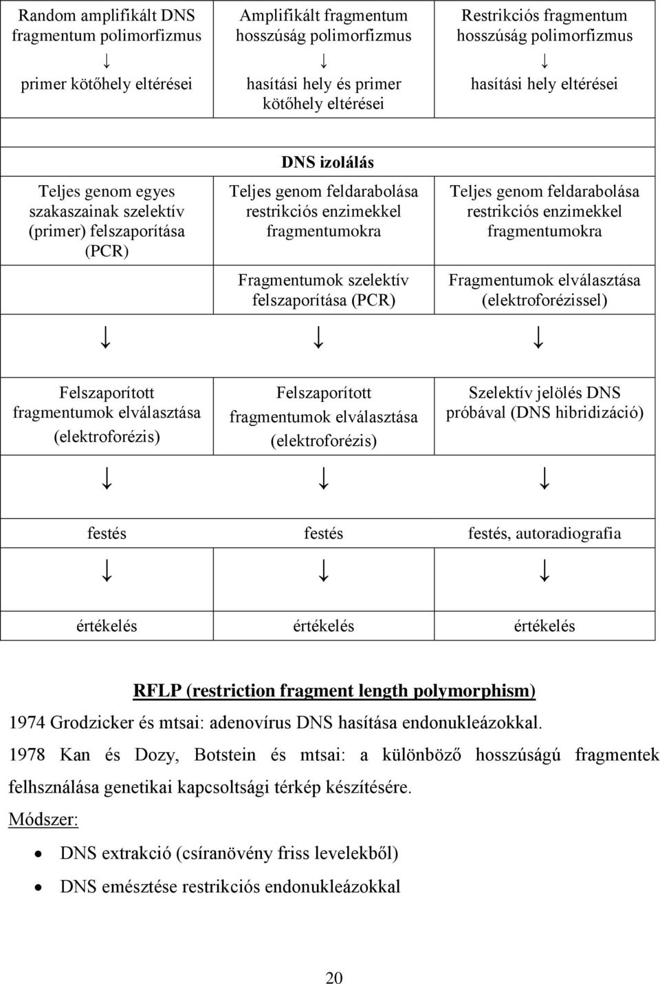 Fragmentumok szelektív felszaporítása (PCR) Teljes genom feldarabolása restrikciós enzimekkel fragmentumokra Fragmentumok elválasztása (elektroforézissel) Felszaporított fragmentumok elválasztása