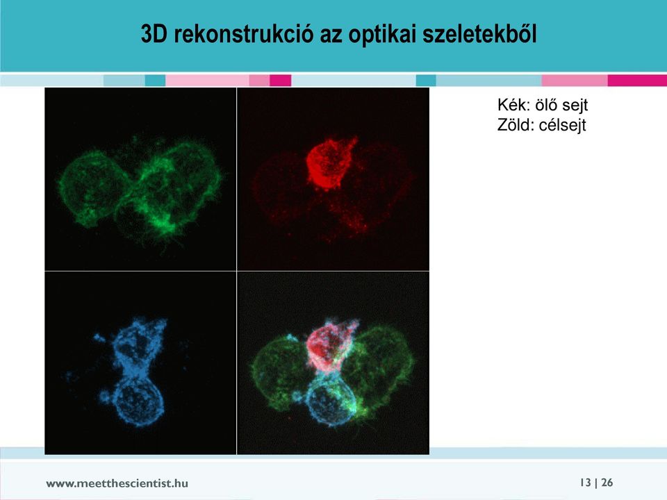 ölő sejt Zöld: célsejt