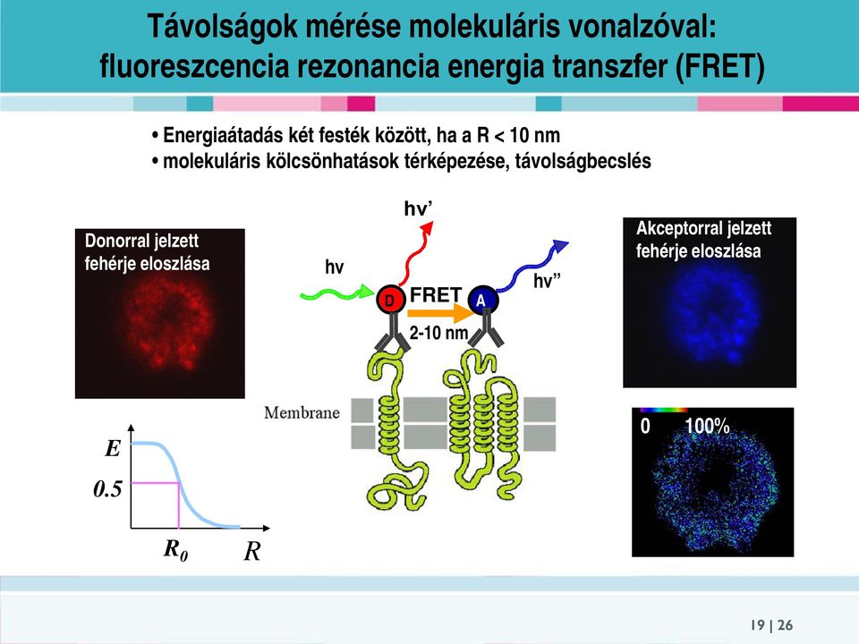 kölcsönhatások térképezése, távolságbecslés Donorral jelzett fehérje eloszlása hν