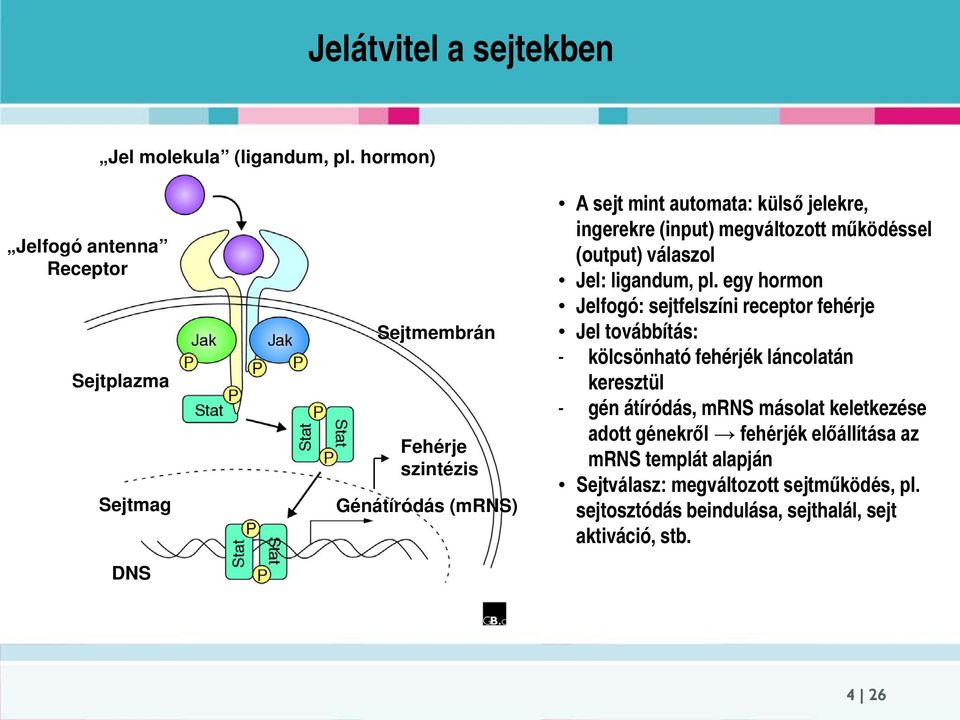 ingerekre (input) megváltozott működéssel (output) válaszol Jel: ligandum, pl.