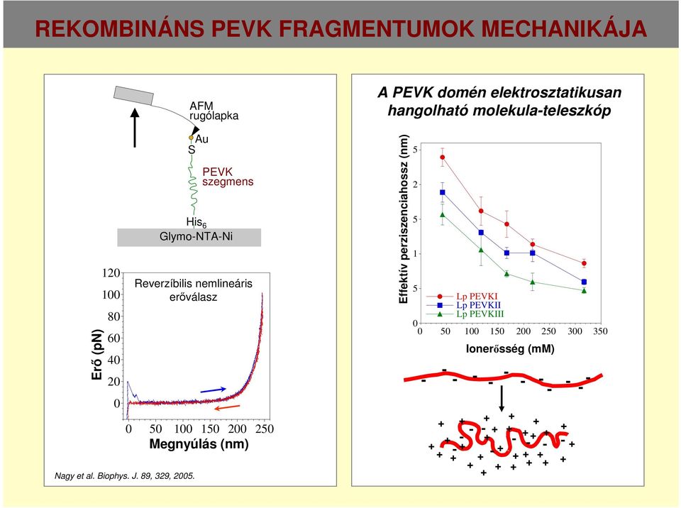 (nm) A PEVK domén elektrosztatikusan hangolható molekula-teleszkóp Effective persistence length (nm) Effektív