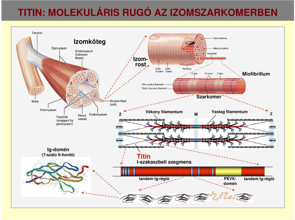 filamentum M Vastag filamentum Z Ig-domén (7-szálú