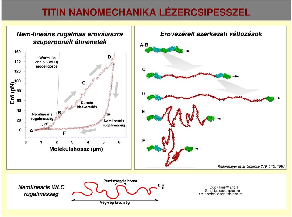 rugalmasság A B F 1 2 3 4 5 6 C Domén kitekeredés Molekulahossz (µm) E Nemlineáris rugalmasság D E F