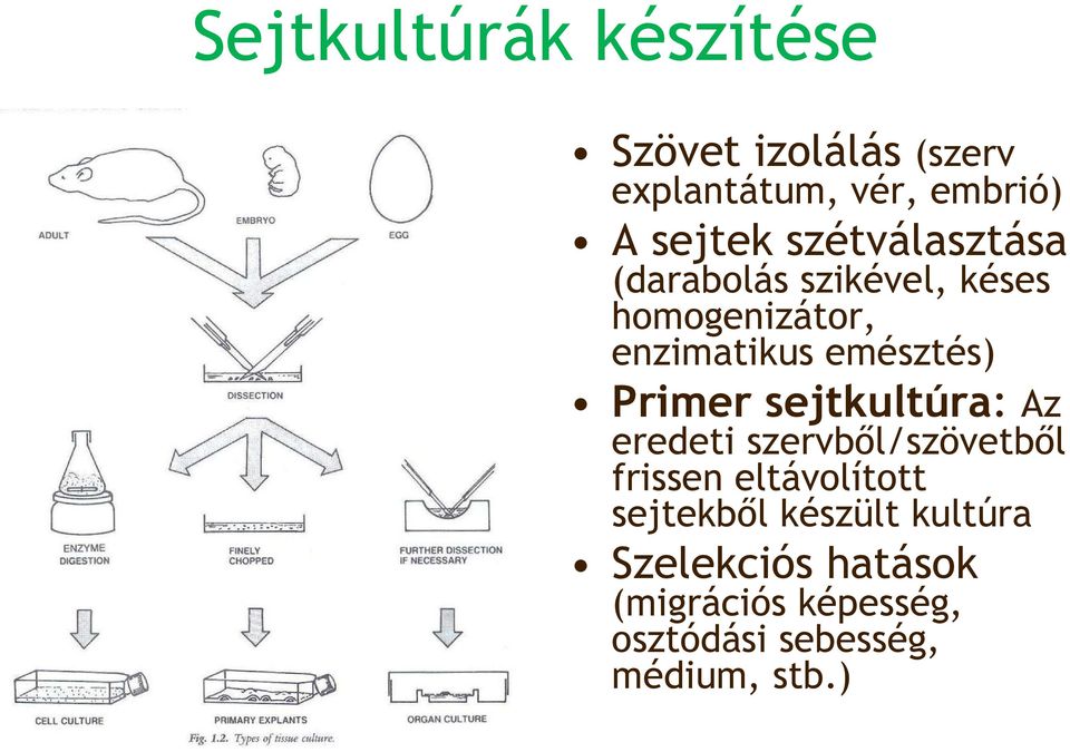 Primer sejtkultúra: Az eredeti szervbıl/szövetbıl frissen eltávolított sejtekbıl