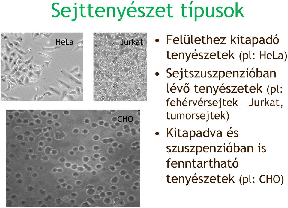 tenyészetek (pl: fehérvérsejtek Jurkat, tumorsejtek)