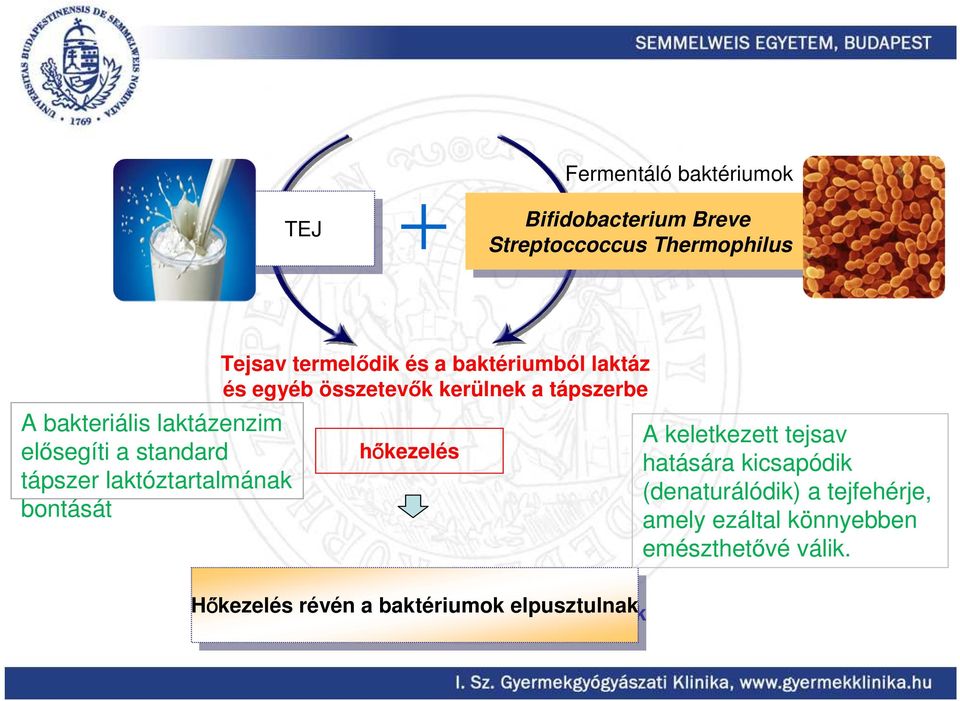 baktériumból laktáz és egyéb összetevık kerülnek a tápszerbe hőkezelés Hőkezelés Hőkezelés révén révén a baktériumok