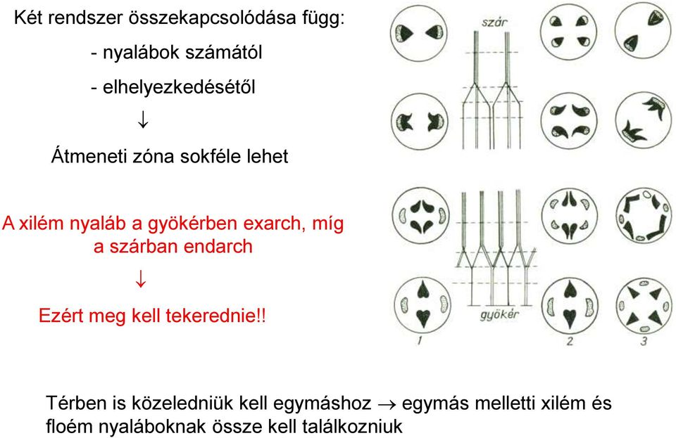 exarch, míg a szárban endarch Ezért meg kell tekerednie!