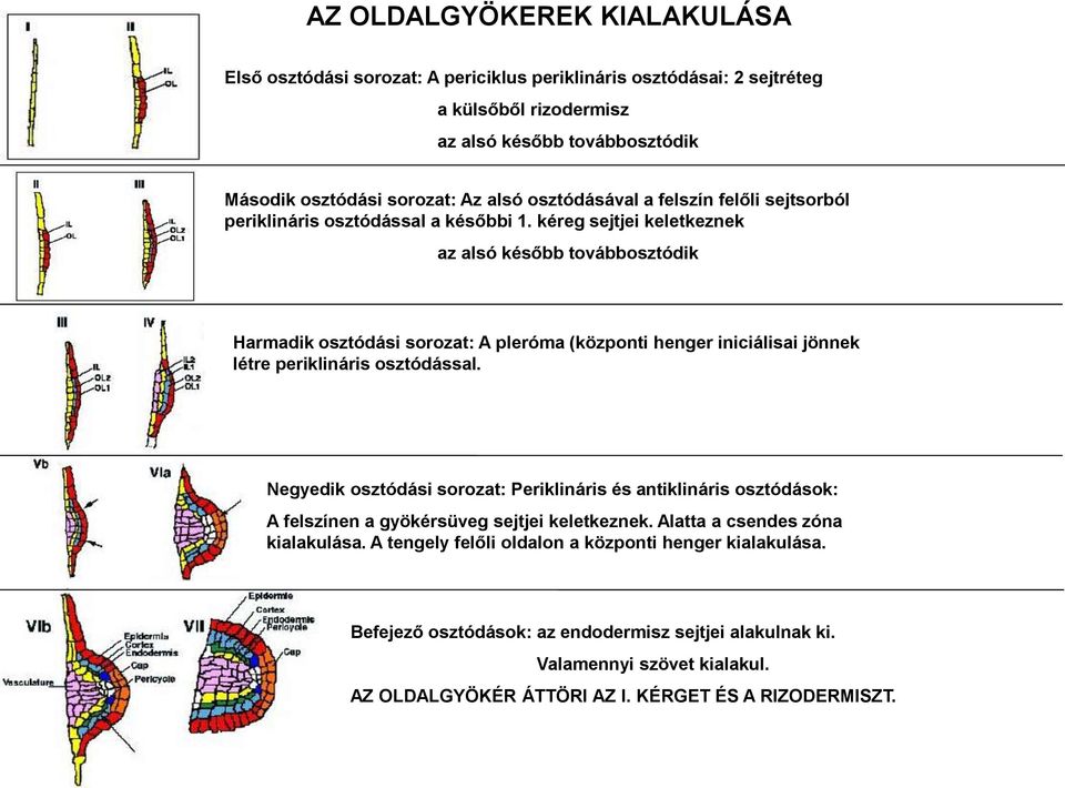 kéreg sejtjei keletkeznek az alsó később továbbosztódik Harmadik osztódási sorozat: A pleróma (központi henger iniciálisai jönnek létre periklináris osztódással.