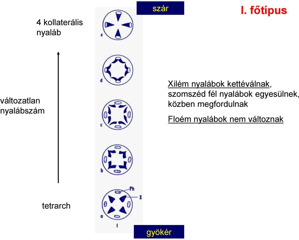 kettéválnak, szomszéd fél nyalábok egyesülnek,