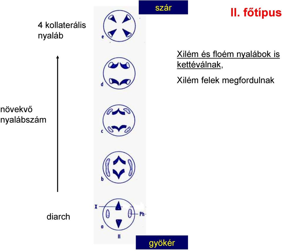 is kettéválnak, Xilém felek