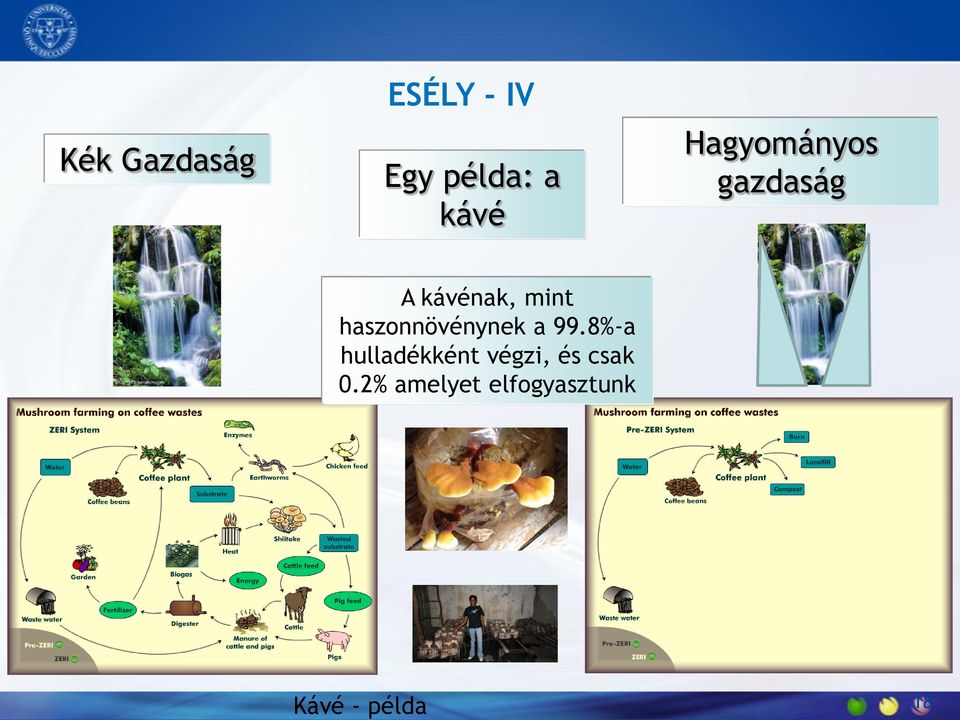 haszonnövénynek a 99.