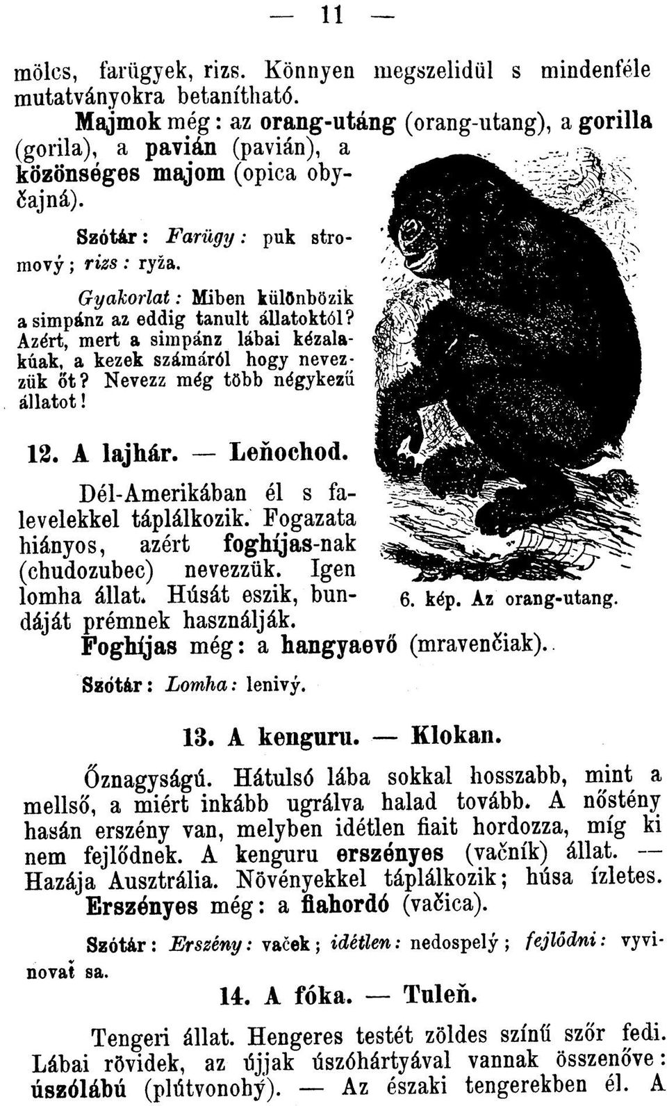 Gyakorlat: Miben különbözik a simpánz az eddig tanult állatoktól? Azért, mert a simpánz lábai kézalakúak, a kezek számáról hogy nevezztik ot? Nevezz még több négykezíí állatot! 12. A lajhár. Lenochod.