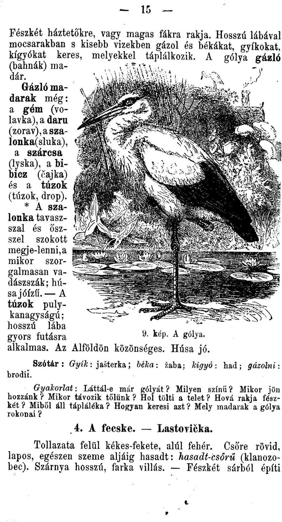 * A szalonka tavaszszal és osz- szel szokott megje-leimi,a mikor szorgalmasan vadászszák; húsa jóízíí. A túzok pulykanagyságú; hosszú lába gyors futásra kép* A alkalmas. Az Alföldön kôzônséges.