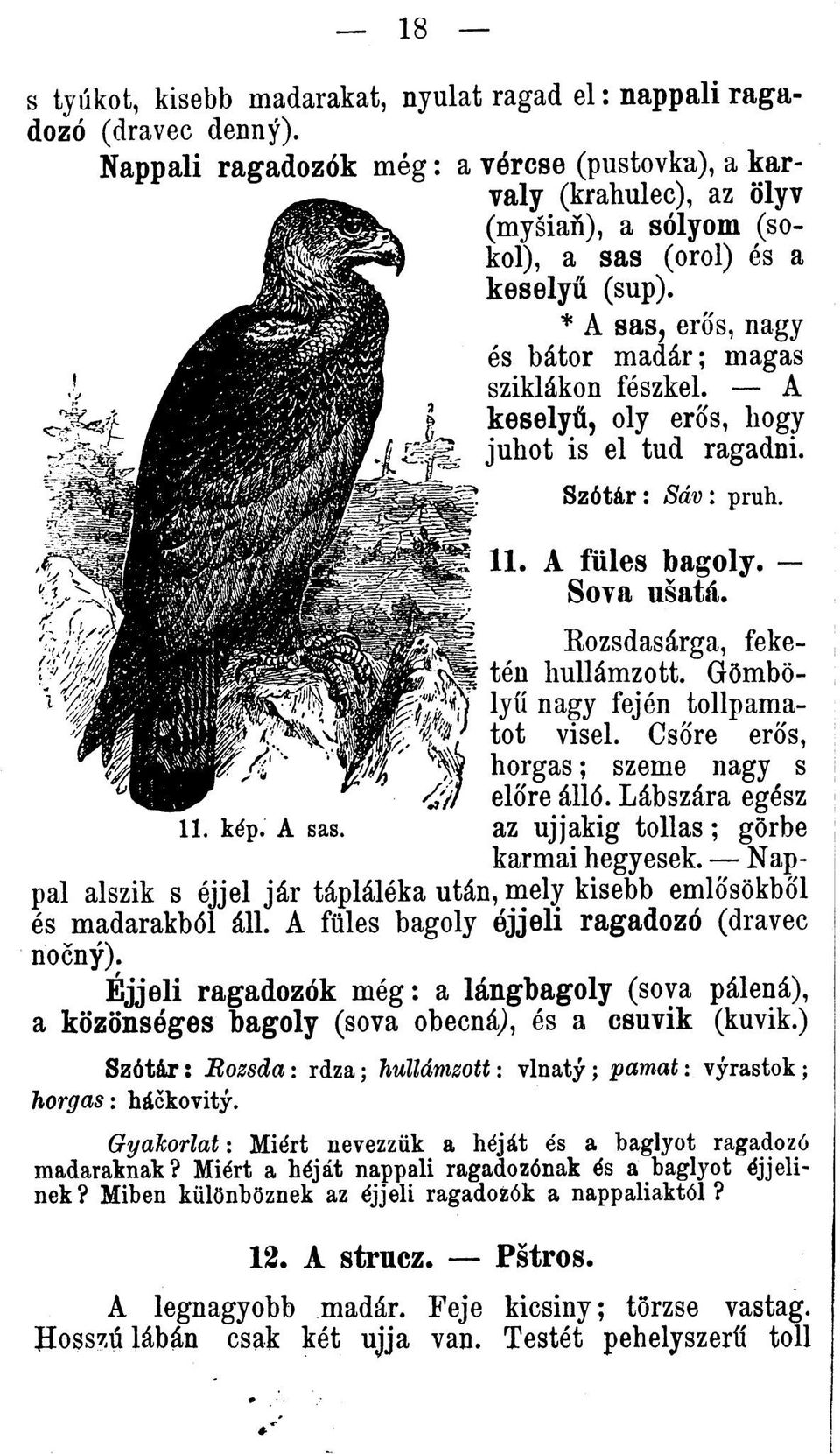 A keselyú, oly eros, liogy juhot is el tud ragadni. S z ó tá r : Sáv : pruh. 11. A fiiles bagoly. Sova ušatá. Rozsdasárga, feketén hullámzott. Gömbölyií nagy fején tollpamatot visel.