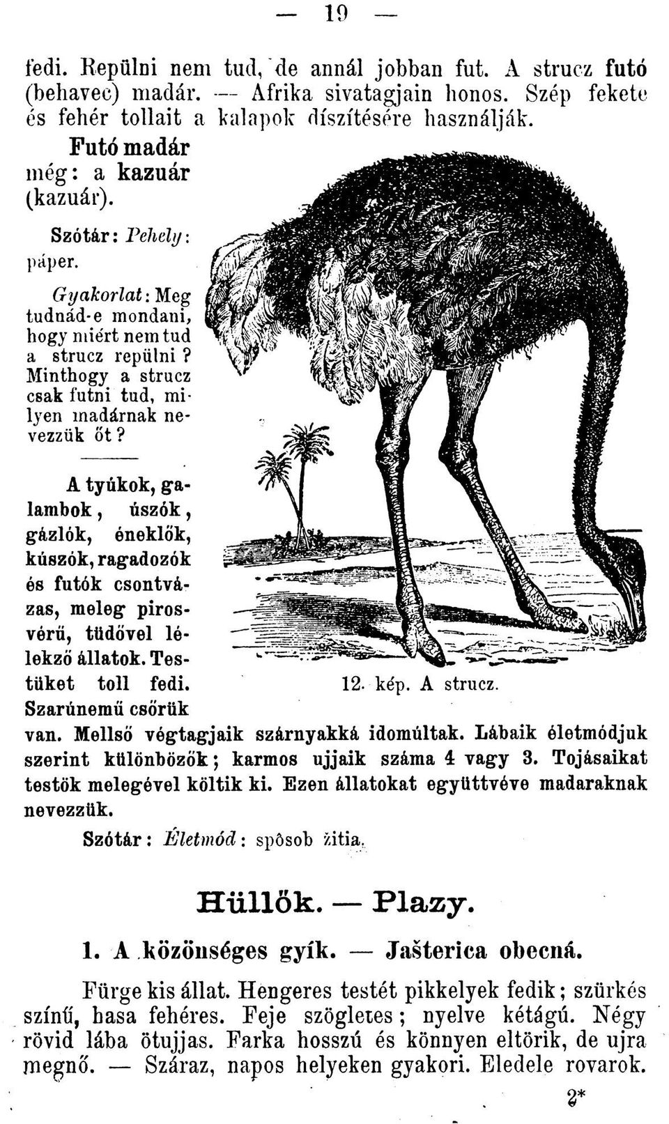 A tyúkok, galainbok, úszók, gázlók, óneklók, kúszók, ragadozók ós futók csontvázas, meleg pirosvóríi, tüdövel lélekzö állatok. Testüket toll fedi. 12. kép. A strucz. Szarúnemu csörük van.