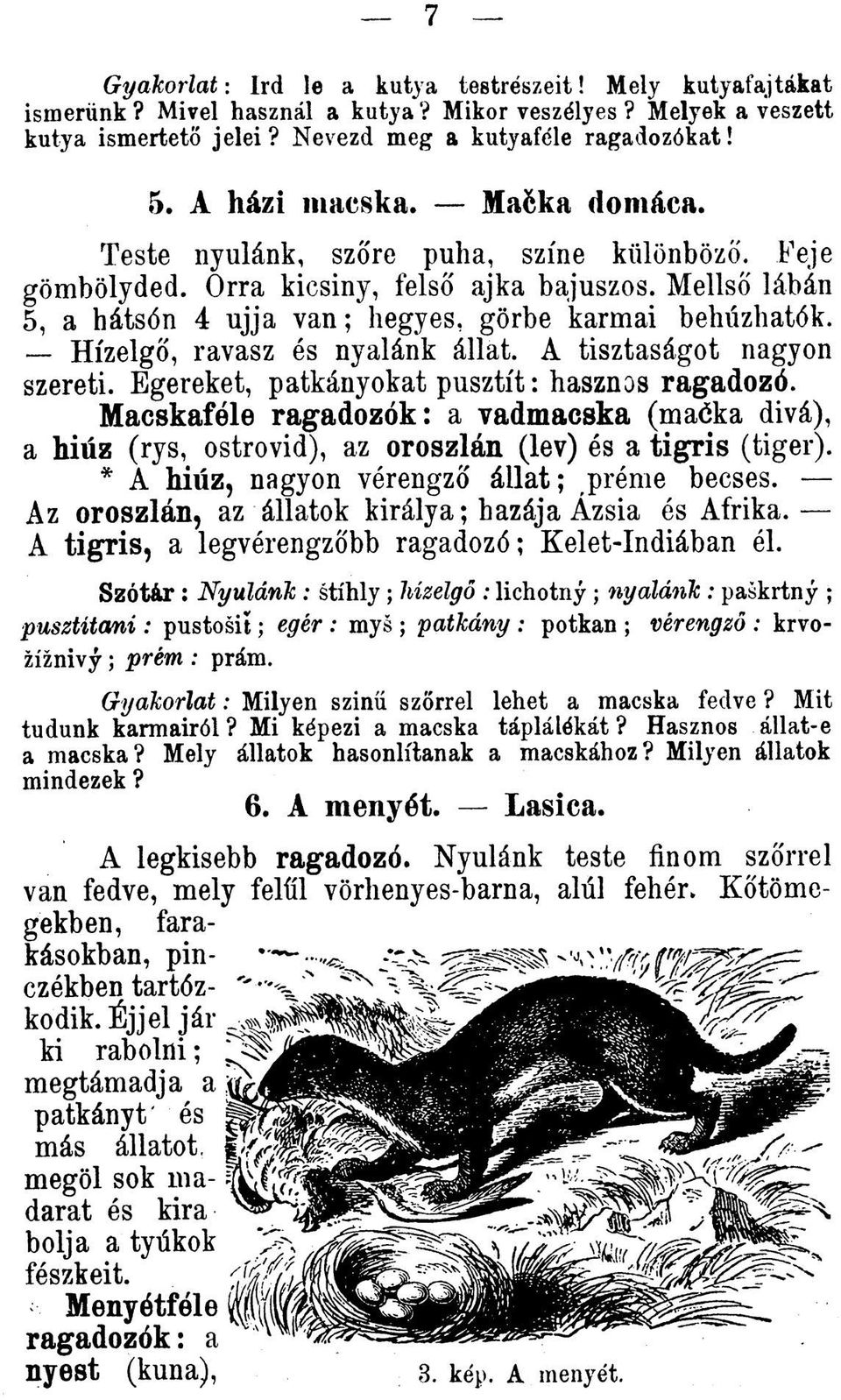 Hízelgo, ravasz és nyalánk állat. A tisztaságot nagyon szereti. Egereket, patkányokat p u sztĺt: hasznos ragadozó.