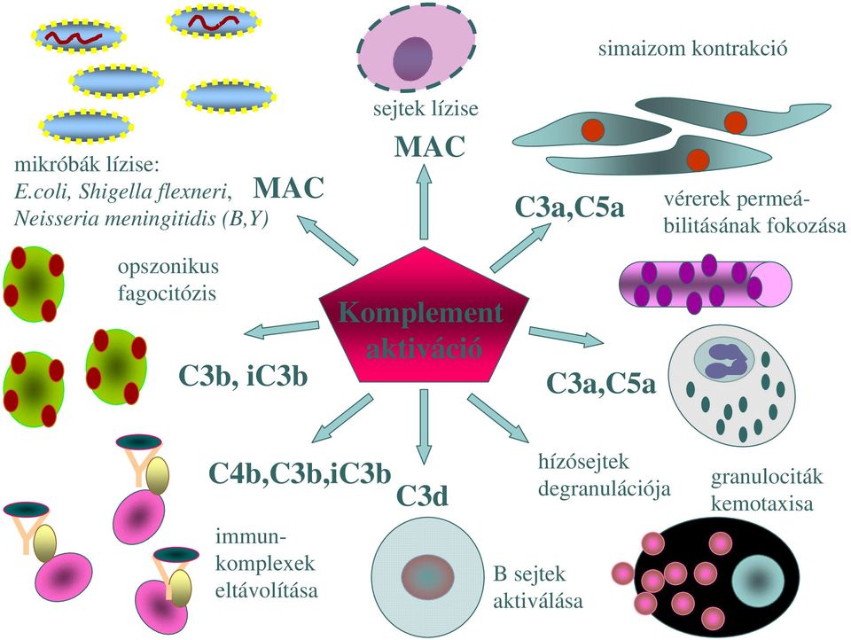 C3b, ic3b sejtek lízise MAC Komplement aktiváció C3a,C5a C3a,C5a vérerek
