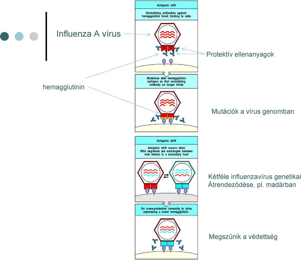 Kétféle influenzavírus genetikai