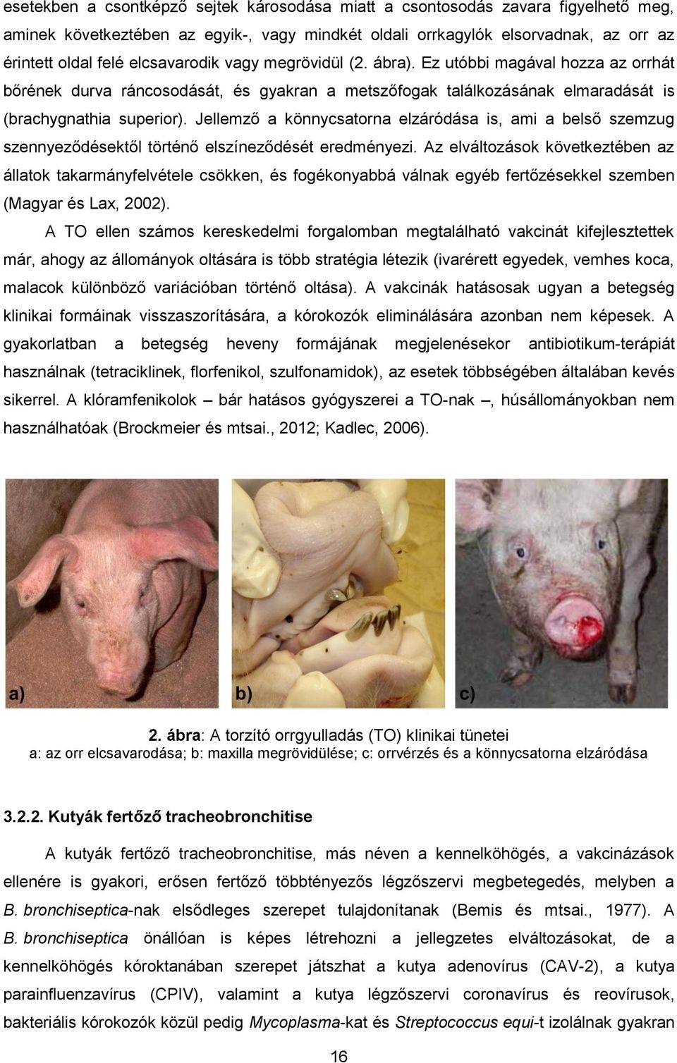 Jellemző a könnycsatorna elzáródása is, ami a belső szemzug szennyeződésektől történő elszíneződését eredményezi.